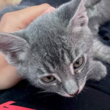 Domestic Short Hair Cats Available for Adoption in Escondido, California - Jan | PetCurious