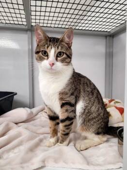 Milan YHS -  Domestic Short Hair Cat for Adoption in Youngtown, Arizona - Milan YHS | PetCurious