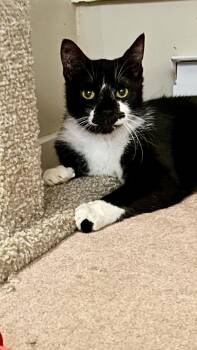 Tuxedo Cats Available for Adoption in Burnaby, British Columbia - Simba  | PetCurious