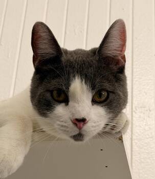 Domestic Short Hair Cats Available for Adoption in San Jose, California - Bubu (bonded With Moon Pie) | PetCurious