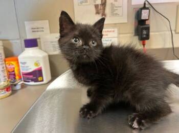 Rescue Domestic Short Hair Cats for Adoption in Gray, Louisiana - Kerry Oki | PetCurious