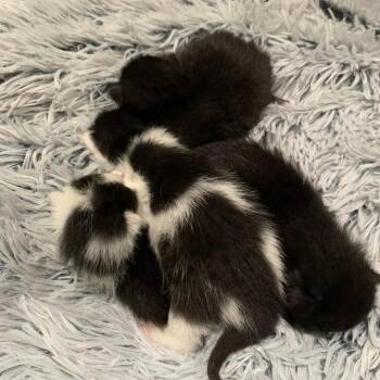 Domestic Short Hair Cats Available for Adoption in Dekalb, Illinois - Sequoia | PetCurious