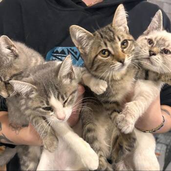 11. Creeper Roswell -  Domestic Short Hair Cat for Adoption in Denver, Colorado - 11. Creeper Roswell | PetCurious