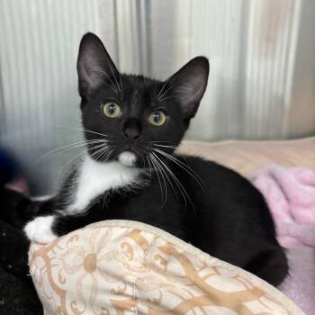 Sadie -  Domestic Short Hair Cat for Adoption in Clavet, Saskatchewan - Sadie | PetCurious
