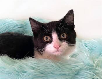 Domestic Short Hair Cats Available for Adoption - FREYA | PetCurious