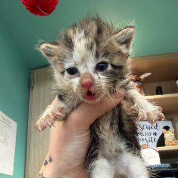 Misha -  Domestic Short Hair Cat for Adoption in Marshall, Texas - Misha | PetCurious