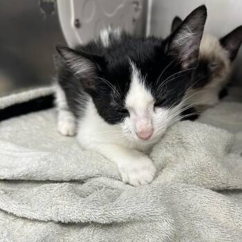 Donkey Kong -  Domestic Short Hair Cat for Adoption in Mentor, Ohio - Donkey Kong | PetCurious