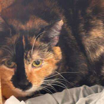 Domestic Short Hair Cats Available for Adoption in Philadelphia, Pennsylvania - Kentrella | PetCurious