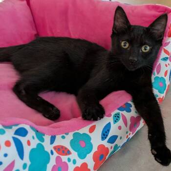 Riley -  Domestic Short Hair Cat for Adoption in San Tan Valley, Arizona - Riley | PetCurious