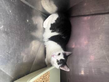 Domestic Short Hair Cats Available for Adoption - Josie | PetCurious