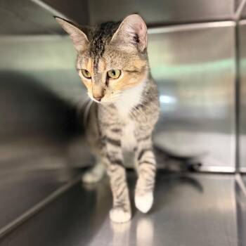 Symphony 1514 -  Domestic Short Hair Cat for Adoption in Hamilton, Georgia - Symphony 1514 | PetCurious