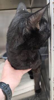 Stack -  Domestic Short Hair Cat for Adoption in Mocksville, North Carolina - Stack | PetCurious