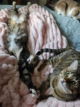 Domestic Short Hair Cats Available for Adoption - Meiji | PetCurious