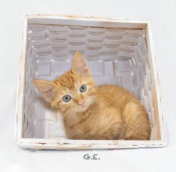 G.E. -  Domestic Medium Hair Cat for Adoption in Hot Springs Village, Arkansas - G.E. | PetCurious