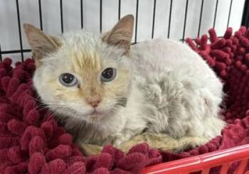 Eryn -  Siamese and Domestic Short Hair Cat for Adoption in West Memphis, Arkansas - Eryn | PetCurious