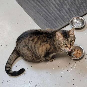 Willow -  Tabby Cat for Adoption in Somerset, Kentucky - Willow | PetCurious