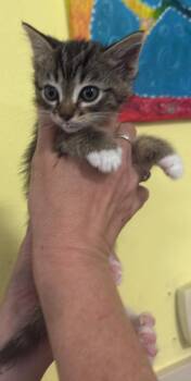 Socks -  Domestic Short Hair Cat Available for Adoption in Rockwall, Texas - Socks | PetCurious