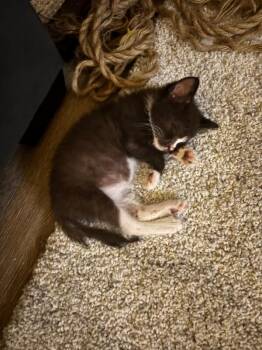 Palace -  Domestic Short Hair Cat for Adoption in Cincinnati, Ohio - Palace | PetCurious