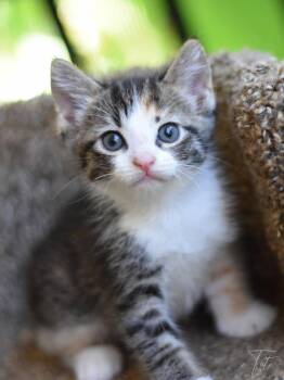 Tater -  Calico Cat for Adoption in Montgomery, Texas - Tater | PetCurious