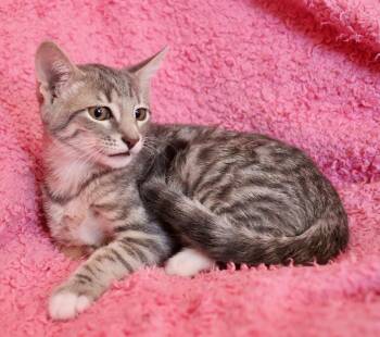 Pearl -  Tabby Cat for Adoption in St. Augustine, Florida - Pearl | PetCurious