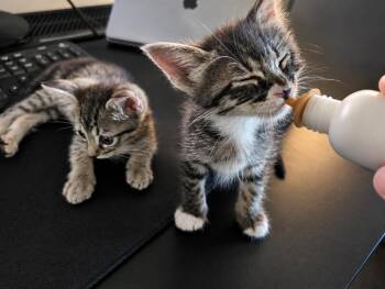 Periwinkle -  Domestic Medium Hair Cat for Adoption in West Hollywood, California - Periwinkle | PetCurious