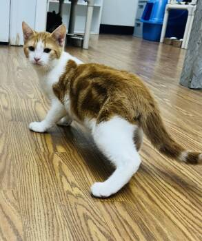 Rescue Domestic Short Hair Cats for Adoption in Plymouth, Connecticut - Rustyn | PetCurious