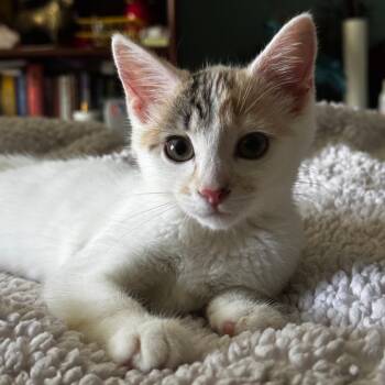 Marble -  Domestic Short Hair Cat for Adoption in Evanston, Illinois - Marble | PetCurious