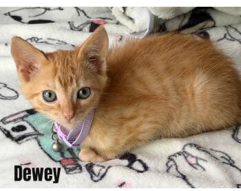 Dewey -  Domestic Short Hair Cat for Adoption in Darien, Georgia - Dewey | PetCurious