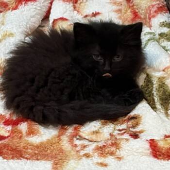 Linus -  Domestic Long Hair Cat for Adoption in Brant, Michigan - Linus | PetCurious