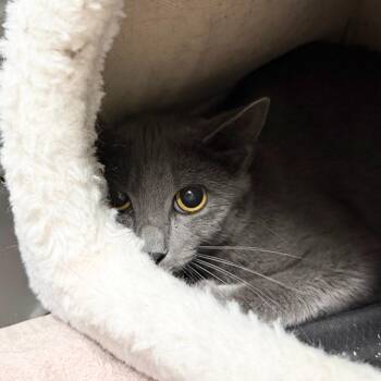 Damselfly -  Domestic Short Hair Cat for Adoption in State College, Pennsylvania - Damselfly | PetCurious
