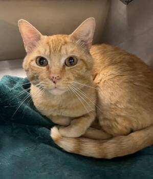 Garfield / Meathead -  Domestic Short Hair Cat for Adoption in Little Rock, Arkansas - Garfield / Meathead | PetCurious
