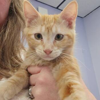 Slushie -  Domestic Short Hair Cat for Adoption in Spokane, Washington - Slushie | PetCurious