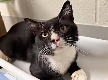 A454597 -  Domestic Short Hair Cat for Adoption in Nashville, Tennessee - A454597 | PetCurious
