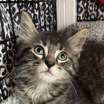 Torrance -  Domestic Medium Hair Cat for Adoption in Chicago, Illinois - Torrance | PetCurious