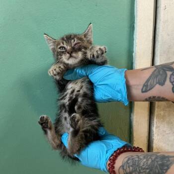 IVHS-Stray-139019 -  Domestic Short Hair Cat for Adoption in San Gabriel, California - IVHS-Stray-139019 | PetCurious