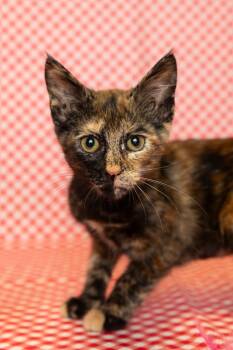 FRIDA -  Domestic Short Hair Cat for Adoption in Sandusky, Ohio - FRIDA | PetCurious
