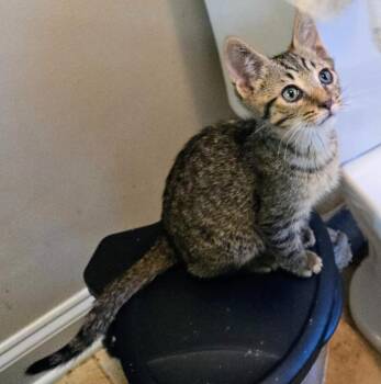 Dive -  Domestic Short Hair Cat for Adoption in Evans, Georgia - Dive | PetCurious