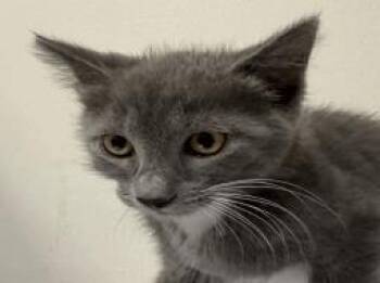 Michael -  Domestic Short Hair Cat for Adoption in Largo, Florida - Michael | PetCurious