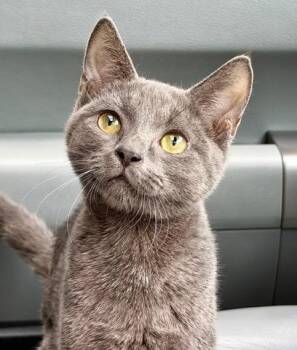 Lois -  Domestic Short Hair Cat for Adoption in Mount Pleasant, South Carolina - Lois | PetCurious