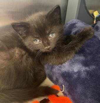 Domestic Short Hair Cats Available for Adoption in Lafayette, Indiana - Liam | PetCurious