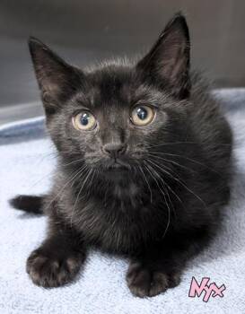 Nyx (Blue Collar) -  Domestic Short Hair Cat for Adoption in Mason, Michigan - Nyx (Blue Collar) | PetCurious