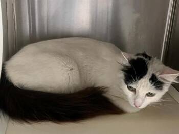Domestic Short Hair Cats Available for Adoption in Tustin, California - BEVERLY | PetCurious