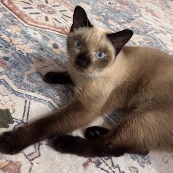 Siamese Cats Available for Adoption - SHOKO | PetCurious