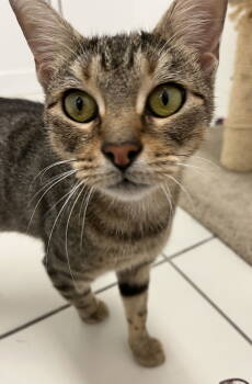 Rescue Domestic Short Hair Cats for Adoption in Rockaway, New Jersey - Merida RM | PetCurious