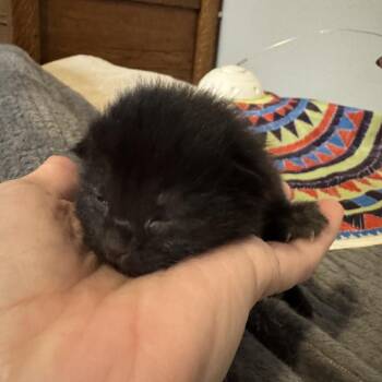 Layla -  American Shorthair Cat for Adoption in Freeport, Florida - Layla | PetCurious