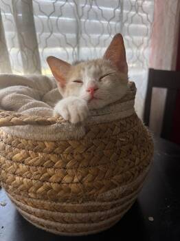 Dash ( CW) -  Domestic Short Hair Cat for Adoption in Napa, California - Dash ( CW) | PetCurious