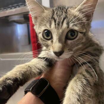 Rescue Domestic Short Hair Cats for Adoption in Hemet, California - Minnie | PetCurious