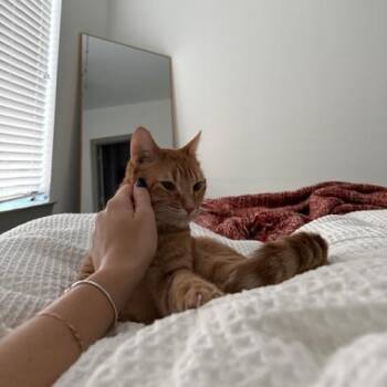 Domestic Short Hair Cats Available for Adoption in Roanoke, Virginia - Annie | PetCurious