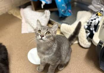 Rescue Domestic Short Hair Cats for Adoption in Fort Wayne, Indiana - DRAGON | PetCurious