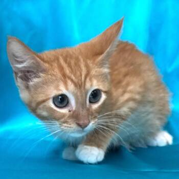 Rusty -s -  Domestic Medium Hair Cat for Adoption in Sequatchie, Tennessee - Rusty -s | PetCurious